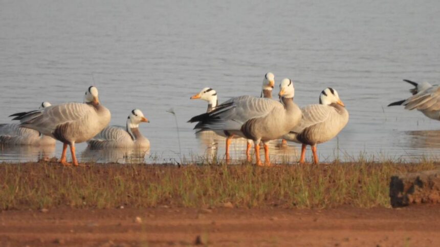 World Migratory Bird Day