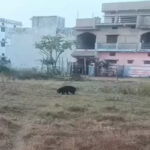 Dhamtari Bear