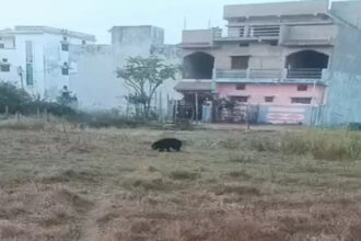 Dhamtari Bear