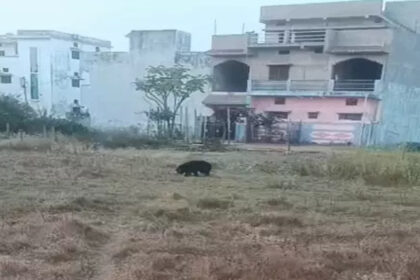 Dhamtari Bear