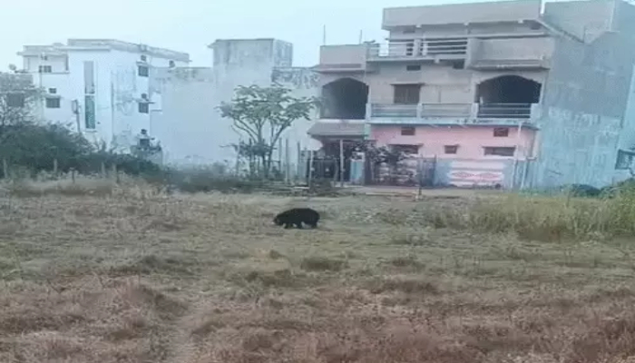Dhamtari Bear