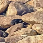Bear Rescue Kanker
