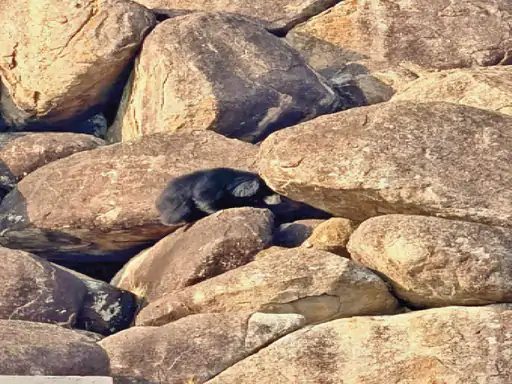 Bear Rescue Kanker