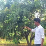Multi Layer Farming