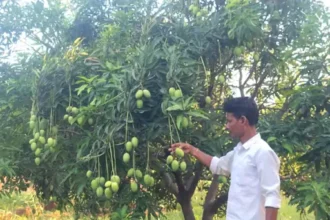 Multi Layer Farming