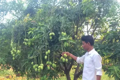 Multi Layer Farming