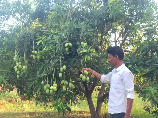 Multi Layer Farming