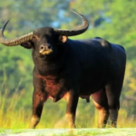 AI Wild Buffalo Monitoring