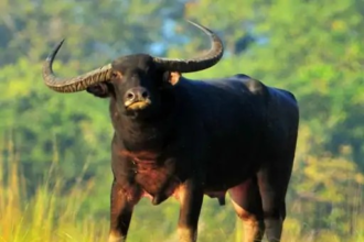 AI Wild Buffalo Monitoring
