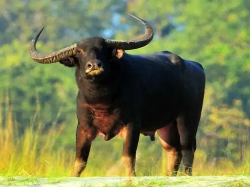 AI Wild Buffalo Monitoring