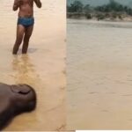 CG Elephant Death