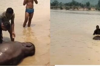 CG Elephant Death