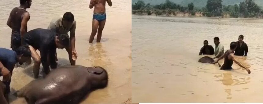 CG Elephant Death