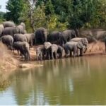 Elephant Movement