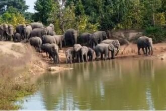 Elephant Movement