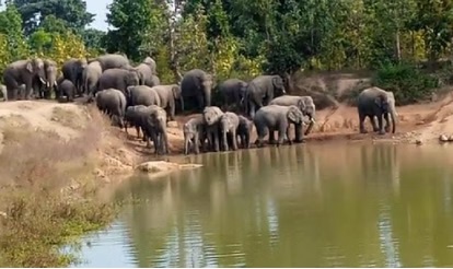 Elephant Movement