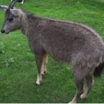 Himalayan Goral