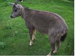 Himalayan Goral