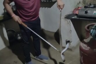Snake Rescue Korba