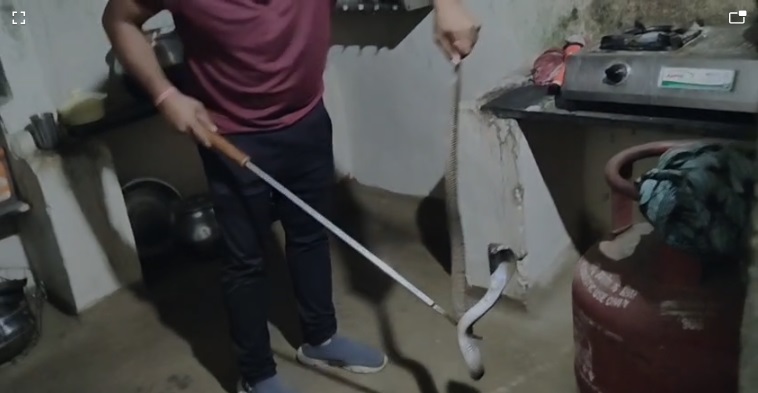 Snake Rescue Korba