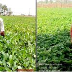 Summer Urad Farming
