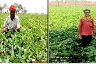 Summer Urad Farming
