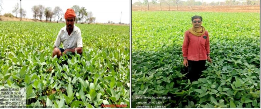 Summer Urad Farming