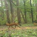 Tiger Reserve