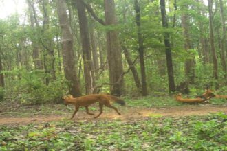 Tiger Reserve
