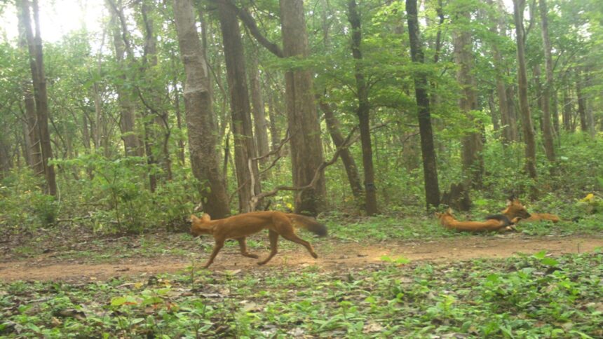 Tiger Reserve