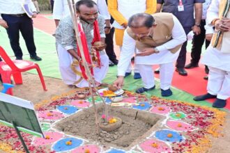 Tree Plantation