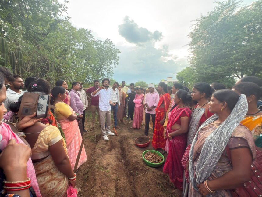 Turmeric Farming
