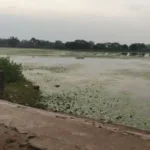 Crocodile Hatchlings