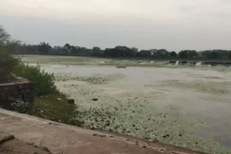 Crocodile Hatchlings
