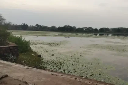 Crocodile Hatchlings
