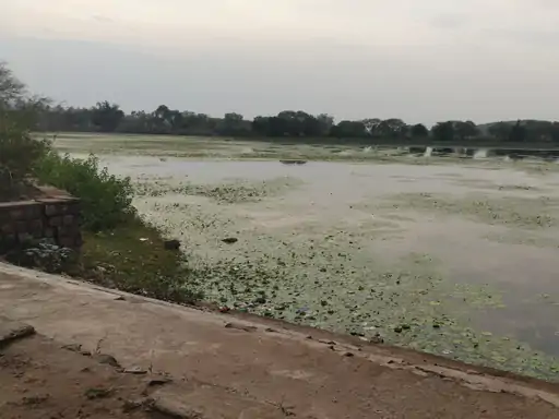 Crocodile Hatchlings