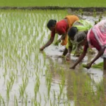 DSR Paddy Farming