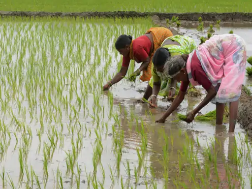 DSR Paddy Farming