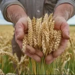 Crop Harvesting Tips