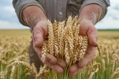 Crop Harvesting Tips