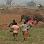 Elephant Viral Video