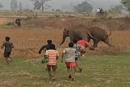 Elephant Viral Video