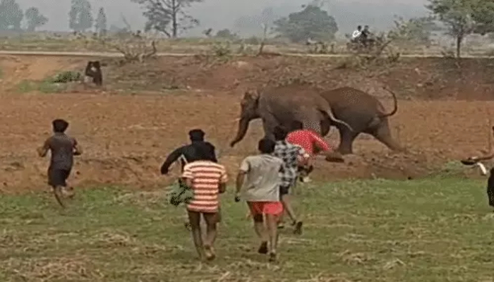 Elephant Viral Video
