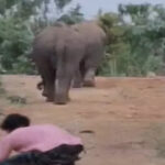 Chhattisgarh Elephant Viral Video