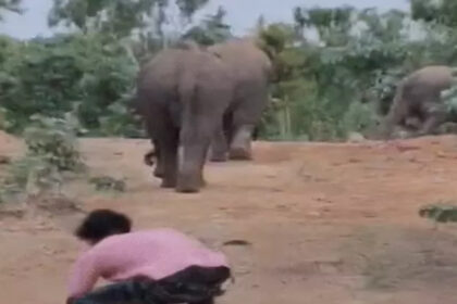 Chhattisgarh Elephant Viral Video