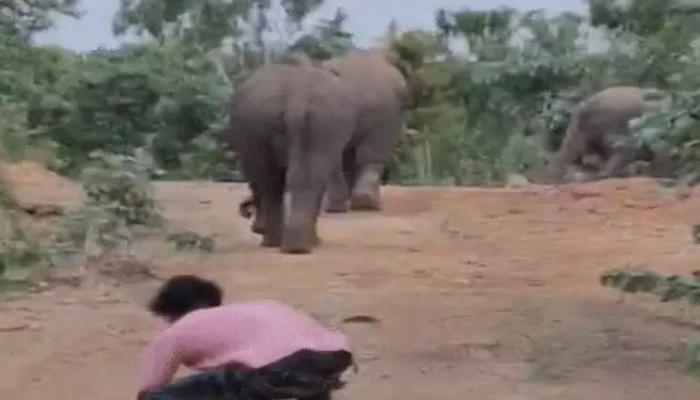 Chhattisgarh Elephant Viral Video