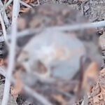 Human Skeleton Found