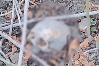 Human Skeleton Found