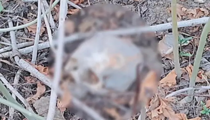 Human Skeleton Found