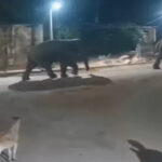Marwahi Elephant Alert